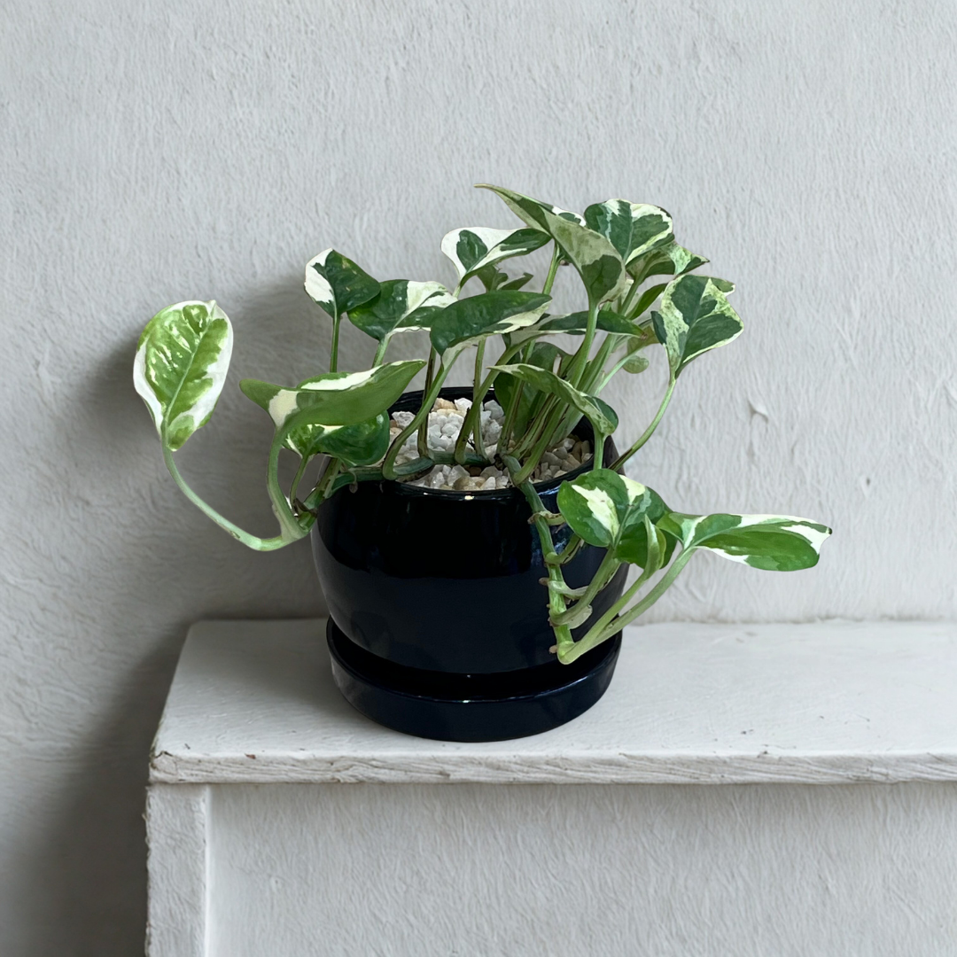 Pothos Njoy in Round Ceramic Pot with Tray