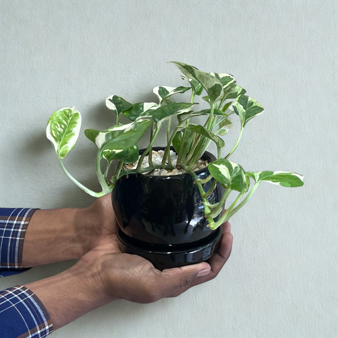 Pothos Njoy in Round Ceramic Pot with Tray