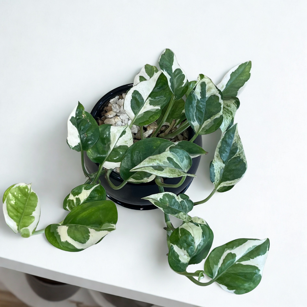 Pothos Njoy in Round Ceramic Pot with Tray