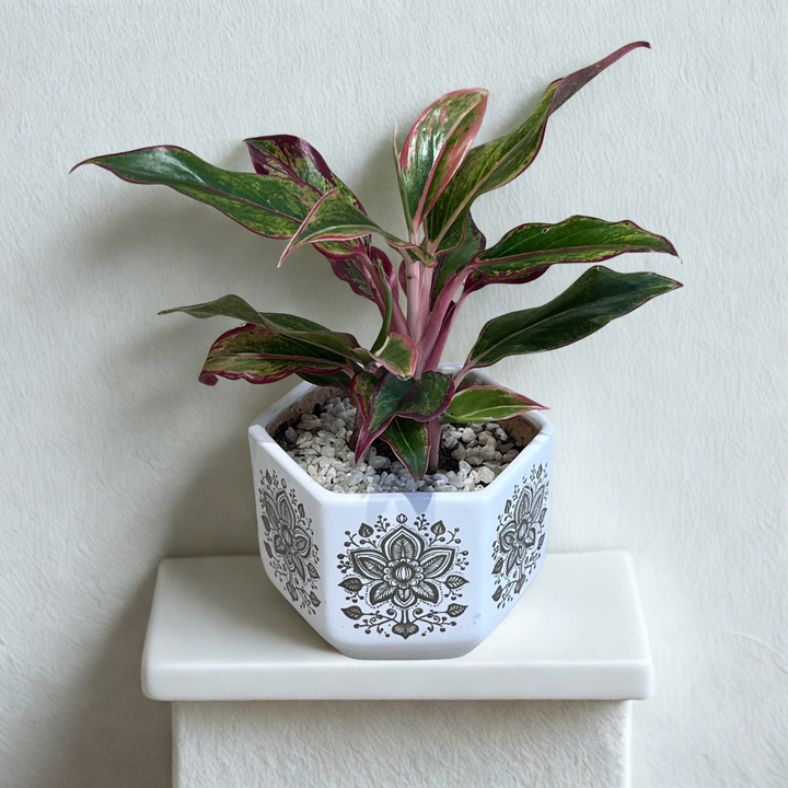 Red Aglaonema in Hexa Gold Ceramic Pot