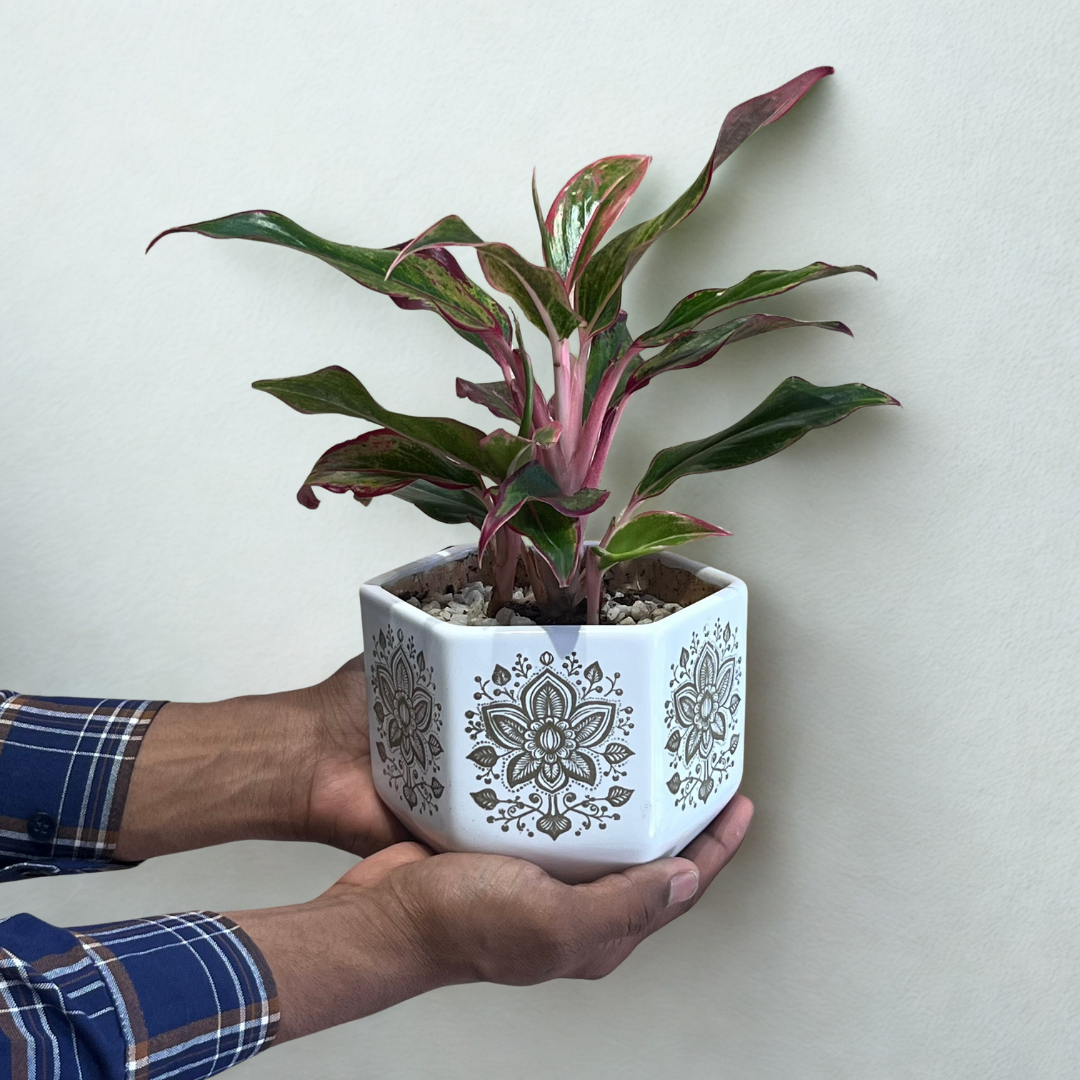 Red Aglaonema in Hexa Gold Ceramic Pot