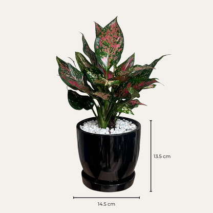 Aglaonema Pink Dalmation (M) in Classic Black Ceramic Pot with Tray