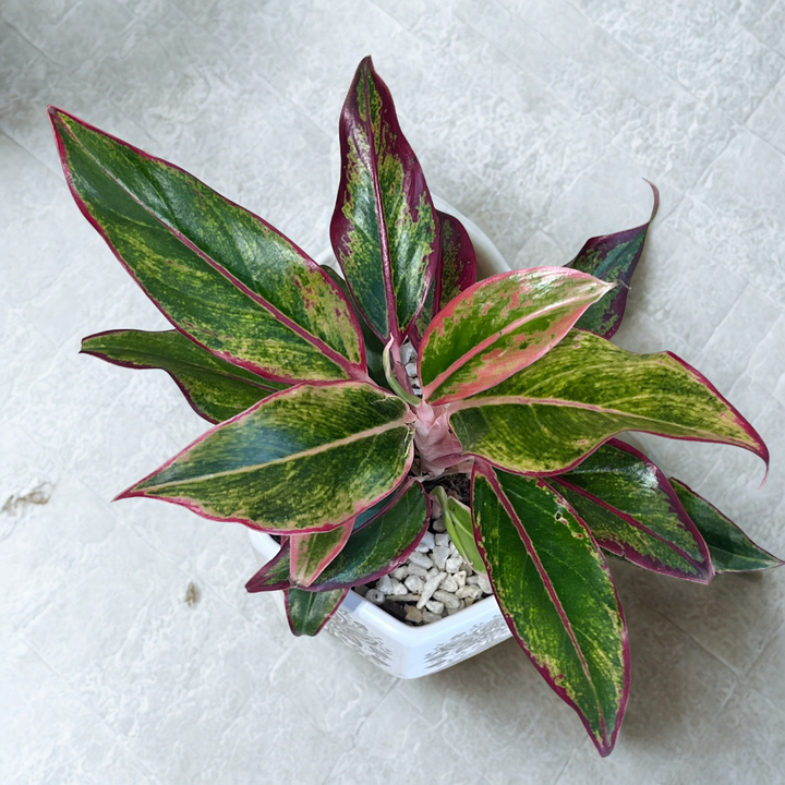 Red Aglaonema in Hexa Gold Ceramic Pot