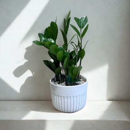 ZZ Plant in Ceramic Pot