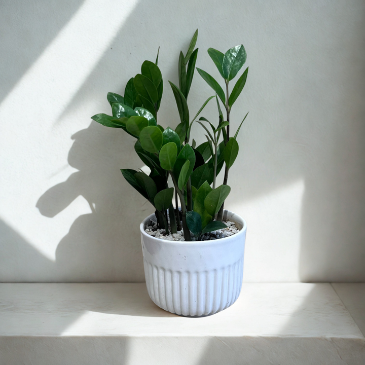 ZZ Plant in Ceramic Pot