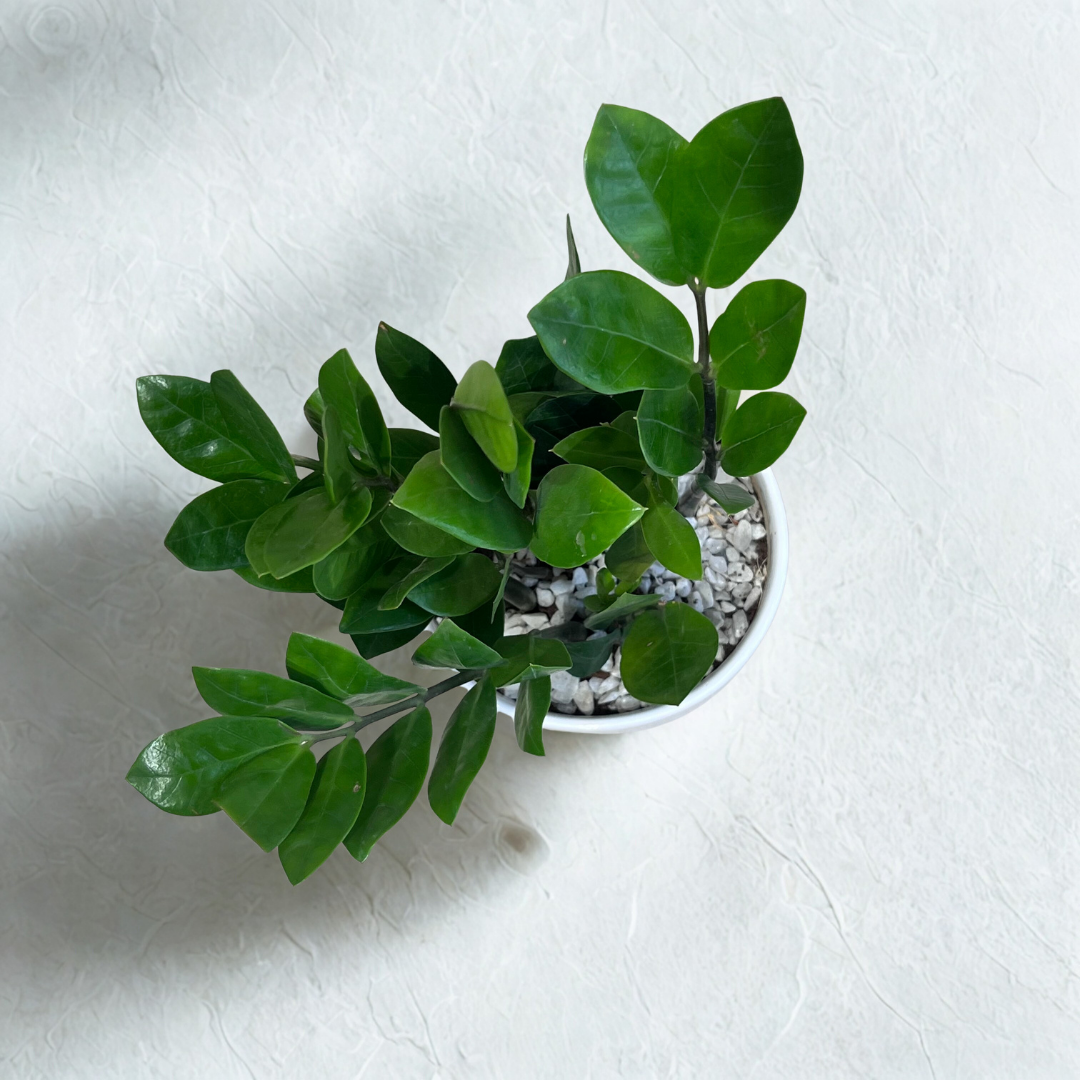 ZZ Plant in Ceramic Pot