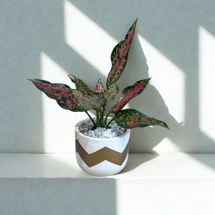 Aglaonema Pink Dalmation (S) in Terracotta Pot