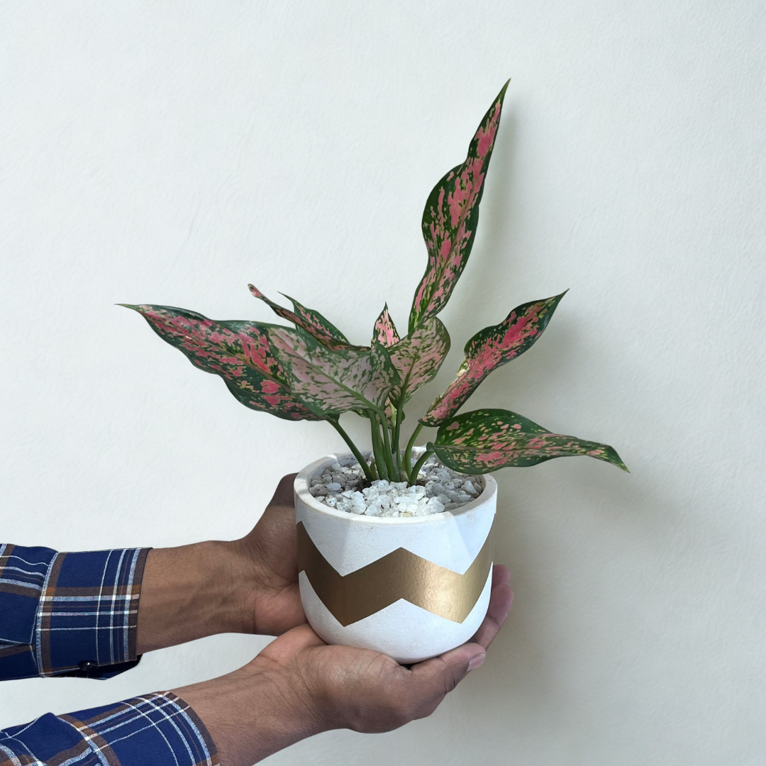 Aglaonema Pink Dalmation (S) in Terracotta Pot