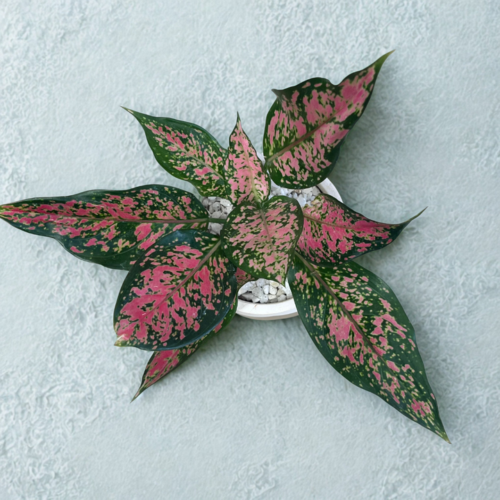Aglaonema Pink Dalmation (S) in Terracotta Pot
