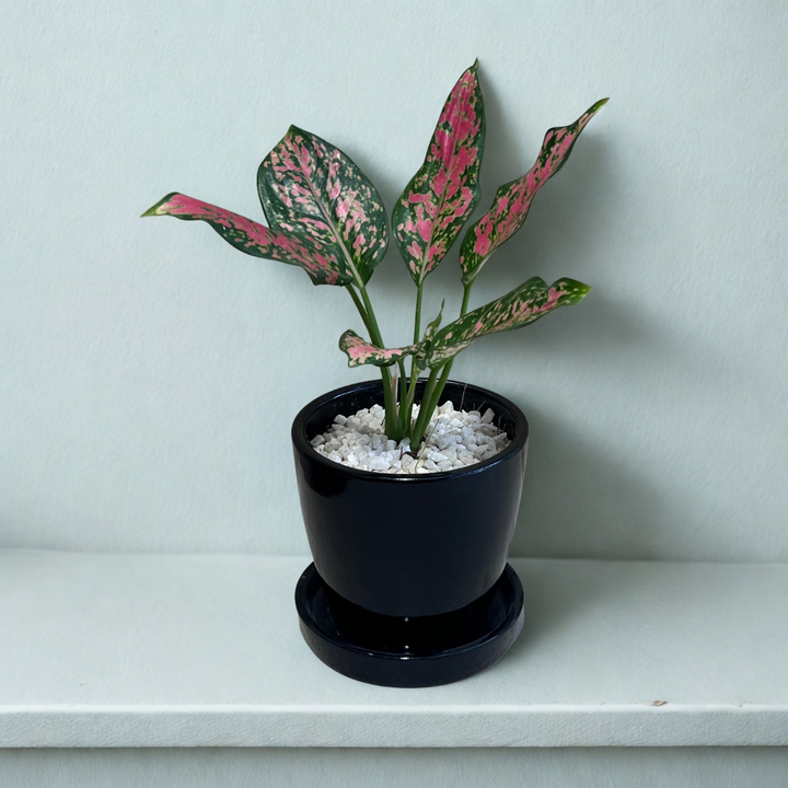 Aglaonema Pink Dalmation (S) in Classic Black Ceramic Pot with Tray