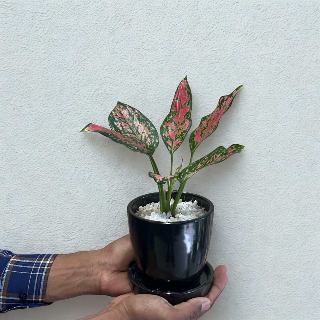 Aglaonema Pink Dalmation (S) in Classic Black Ceramic Pot with Tray