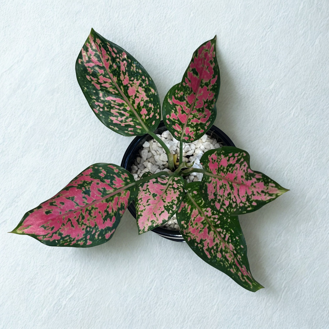Aglaonema Pink Dalmation (S) in Classic Black Ceramic Pot with Tray