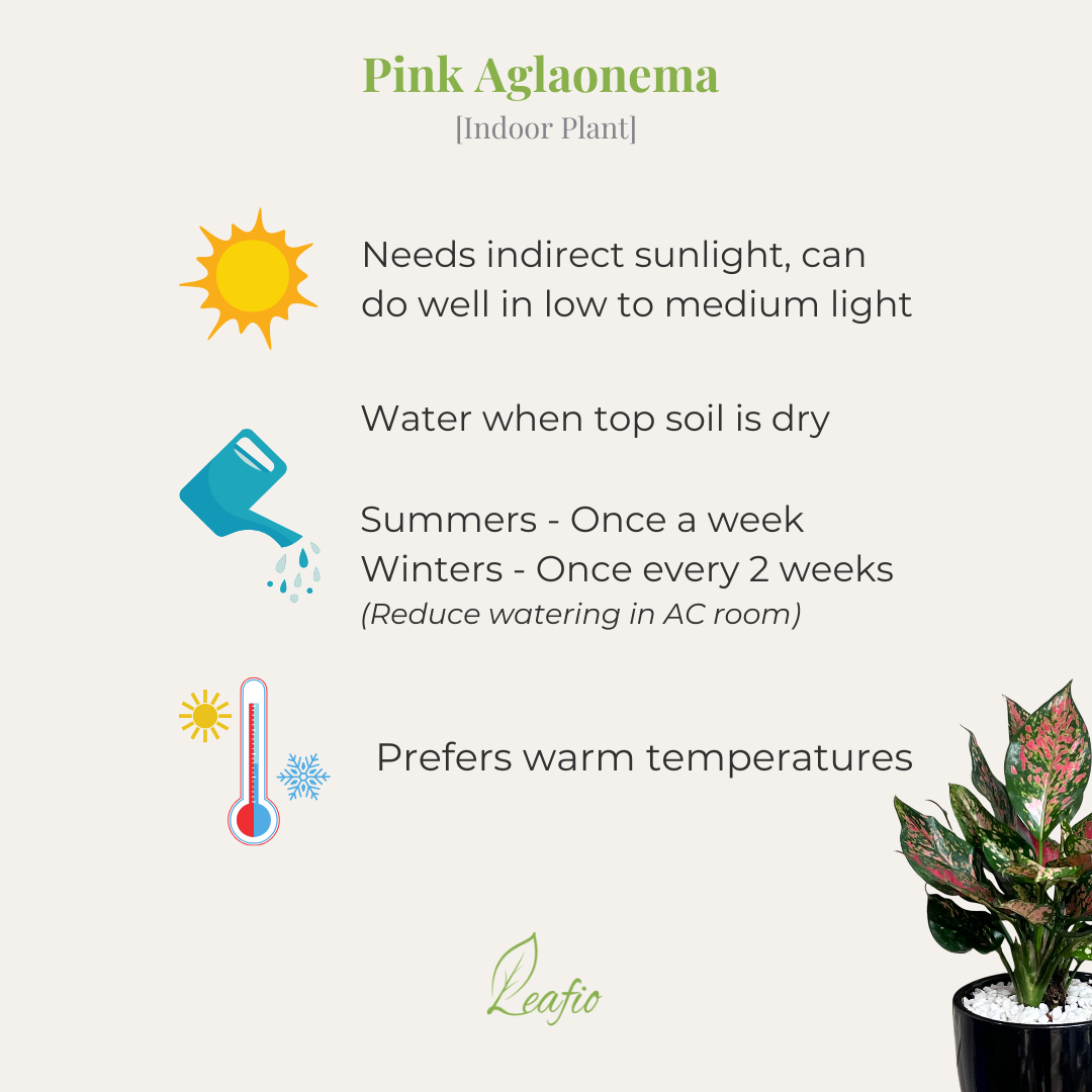 Aglaonema Pink Dalmation (M) in Classic Black Ceramic Pot with Tray