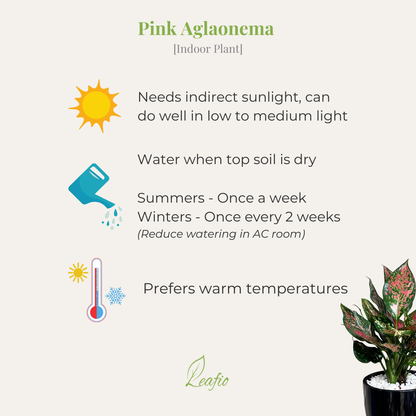 Aglaonema Pink Dalmation (M) in Classic Black Ceramic Pot with Tray