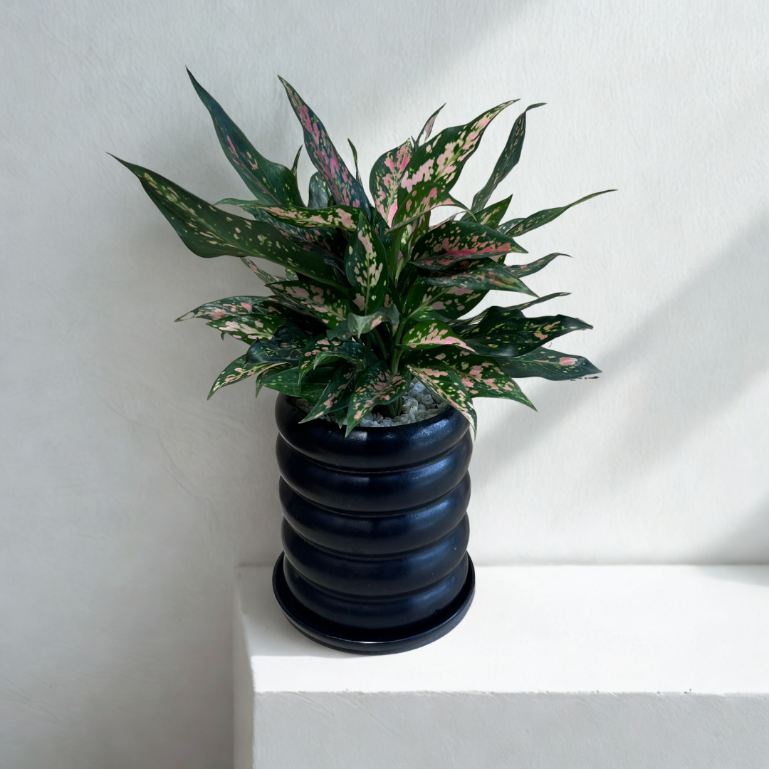 aglaonema dalmation Aglaonema Pink Dalmation (M) in Rings Black Ceramic Pot with Tray – leafio.green