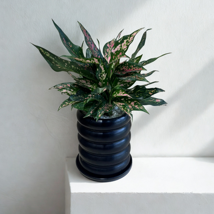 Aglaonema Pink Dalmation (M) in Rings Black Ceramic Pot with Tray