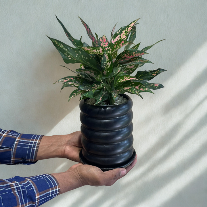 Aglaonema Pink Dalmation (M) in Rings Black Ceramic Pot with Tray