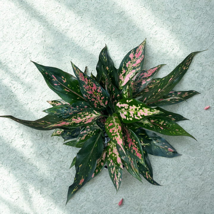 Aglaonema Pink Dalmation (M) in Rings Black Ceramic Pot with Tray