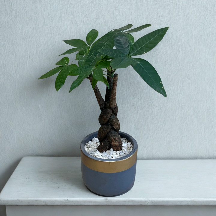 Braided Pachira in Terracotta Pot
