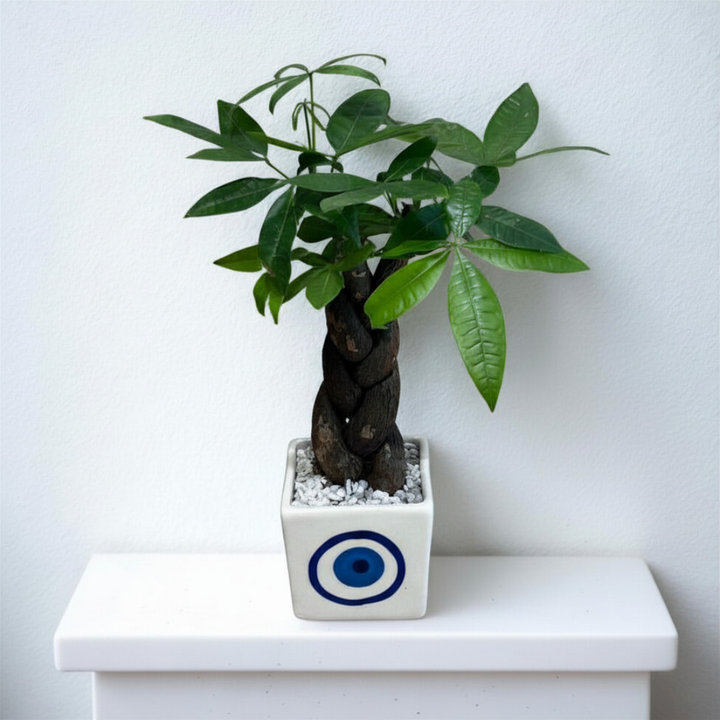 Braided Pachira in Evil Eye Ceramic Pot