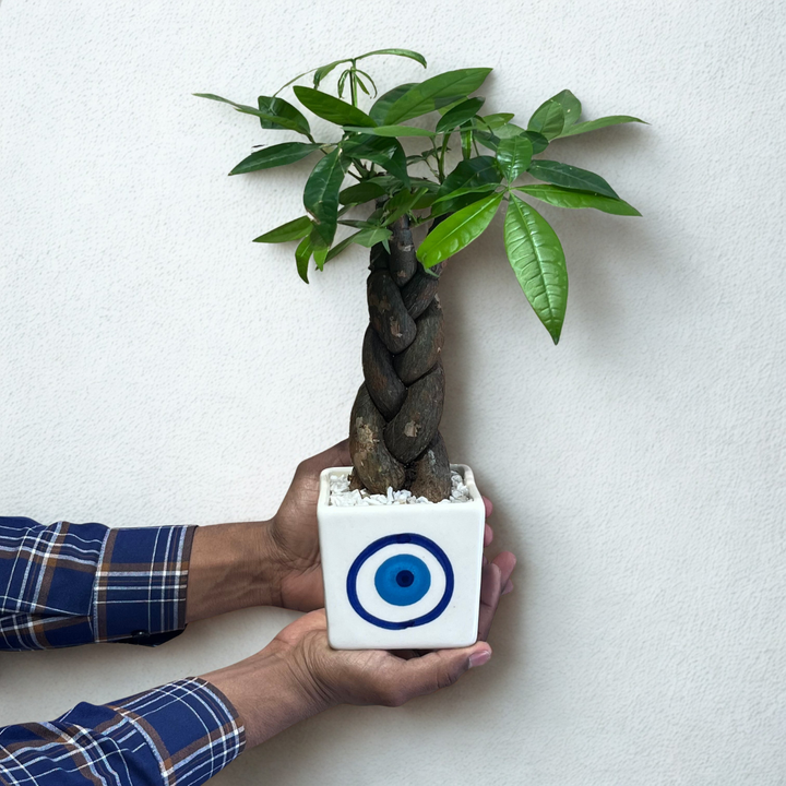 Braided Pachira in Evil Eye Ceramic Pot