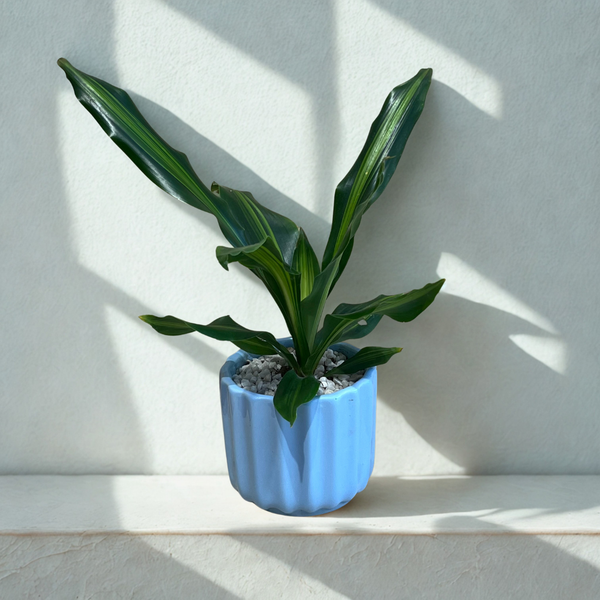 Dracaena Plant in Ceramic Pot