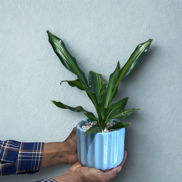 Dracaena Plant in Ceramic Pot