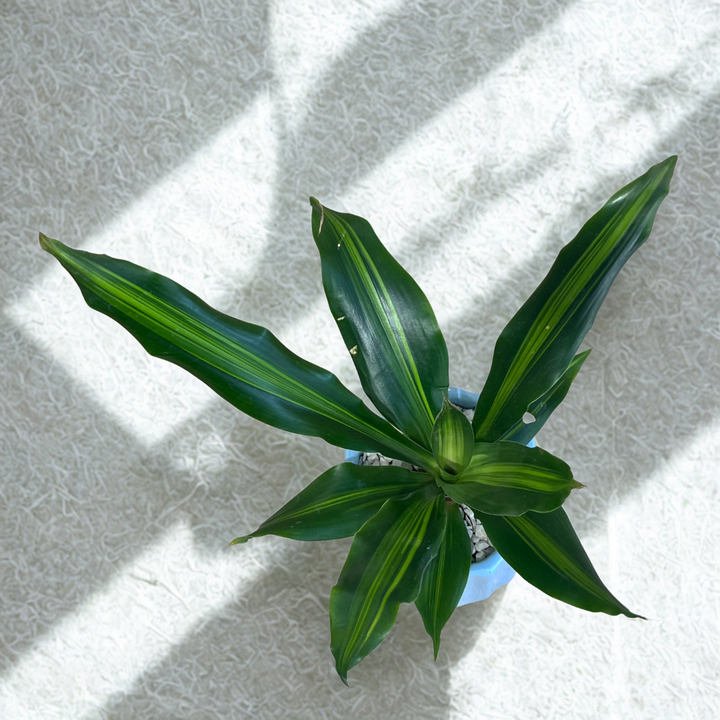 Dracaena Plant in Ceramic Pot