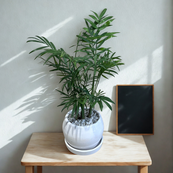 Chamaedorea Palm in Round Ceramic Pot with Tray
