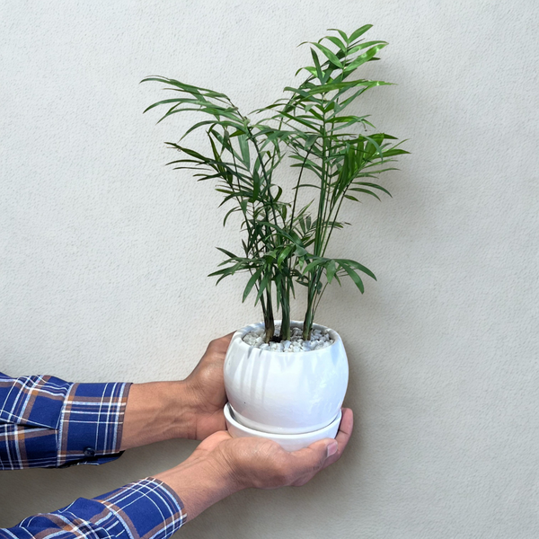 Chamaedorea Palm in Round Ceramic Pot with Tray