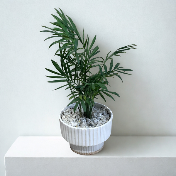 Chamaedorea Palm in Pedestal Ceramic Pot