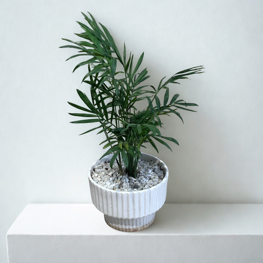 Chamaedorea Palm in Pedestal Ceramic Pot