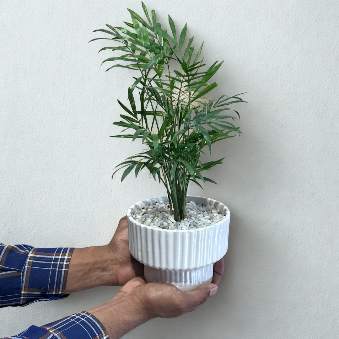 Chamaedorea Palm in Pedestal Ceramic Pot