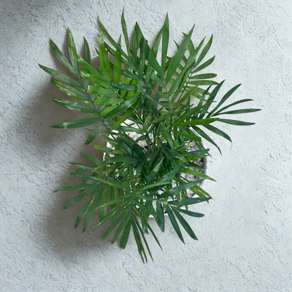Chamaedorea Palm in Pedestal Ceramic Pot