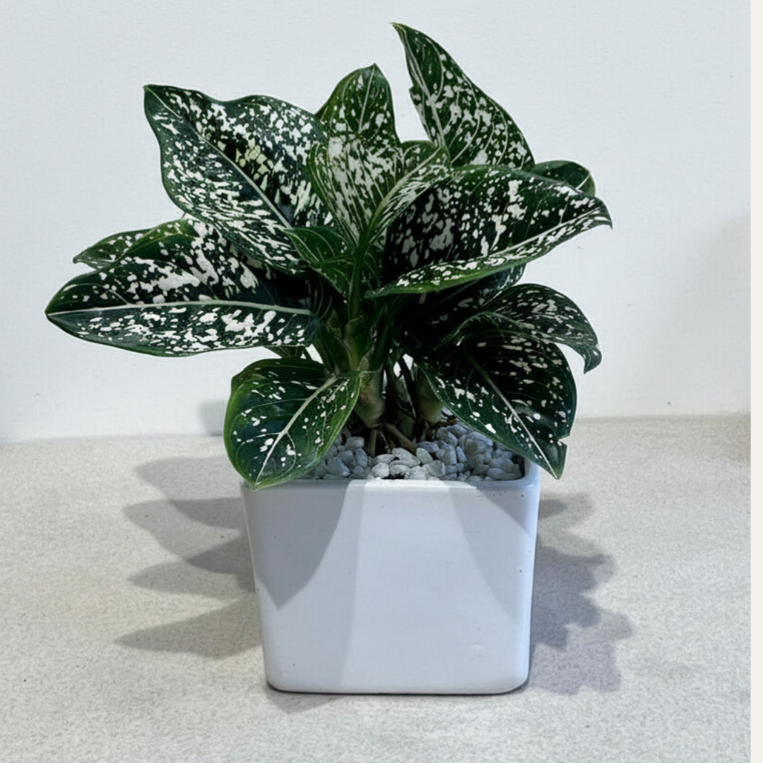 Aglaonema Green Liza in White Ceramic Pot