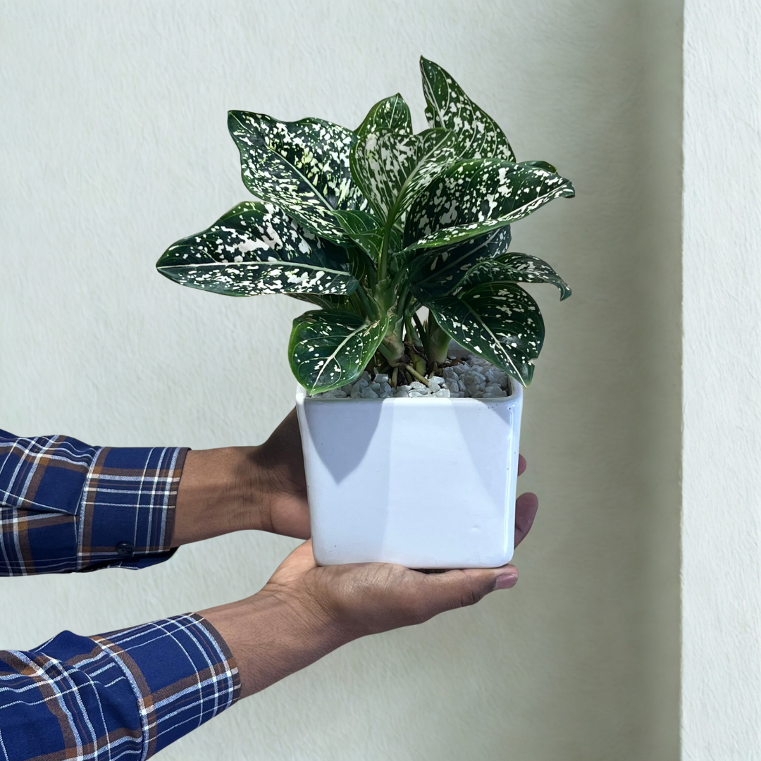 Aglaonema Green Liza in White Ceramic Pot