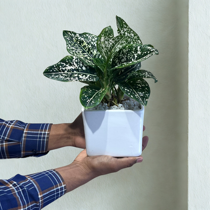 Aglaonema Green Liza in White Ceramic Pot
