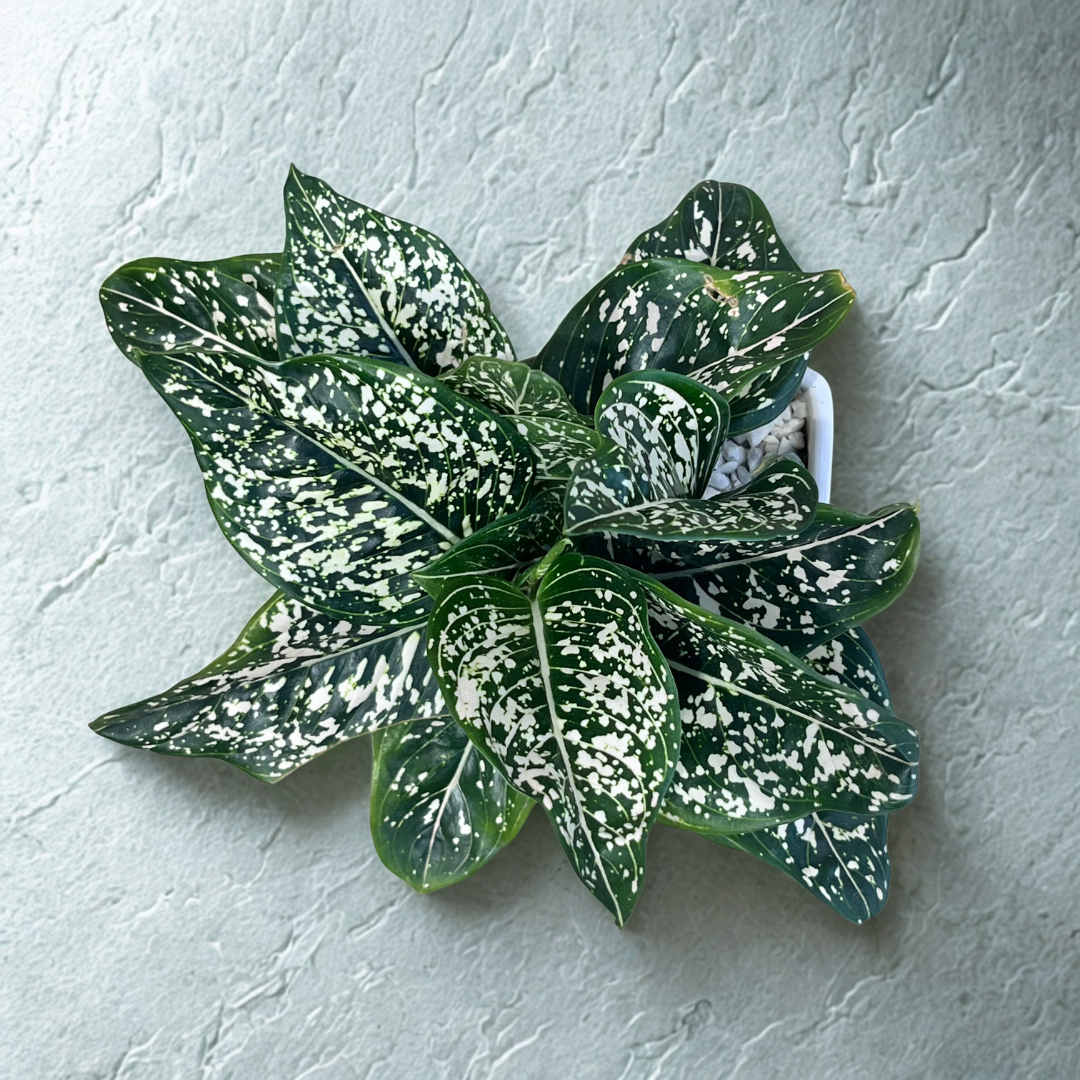 Aglaonema Green Liza in White Ceramic Pot