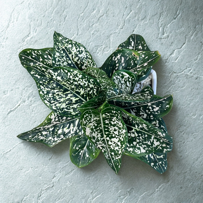 Aglaonema Green Liza in White Ceramic Pot