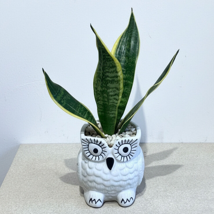 Snake - Black and Golden in Owl White Ceramic Pot