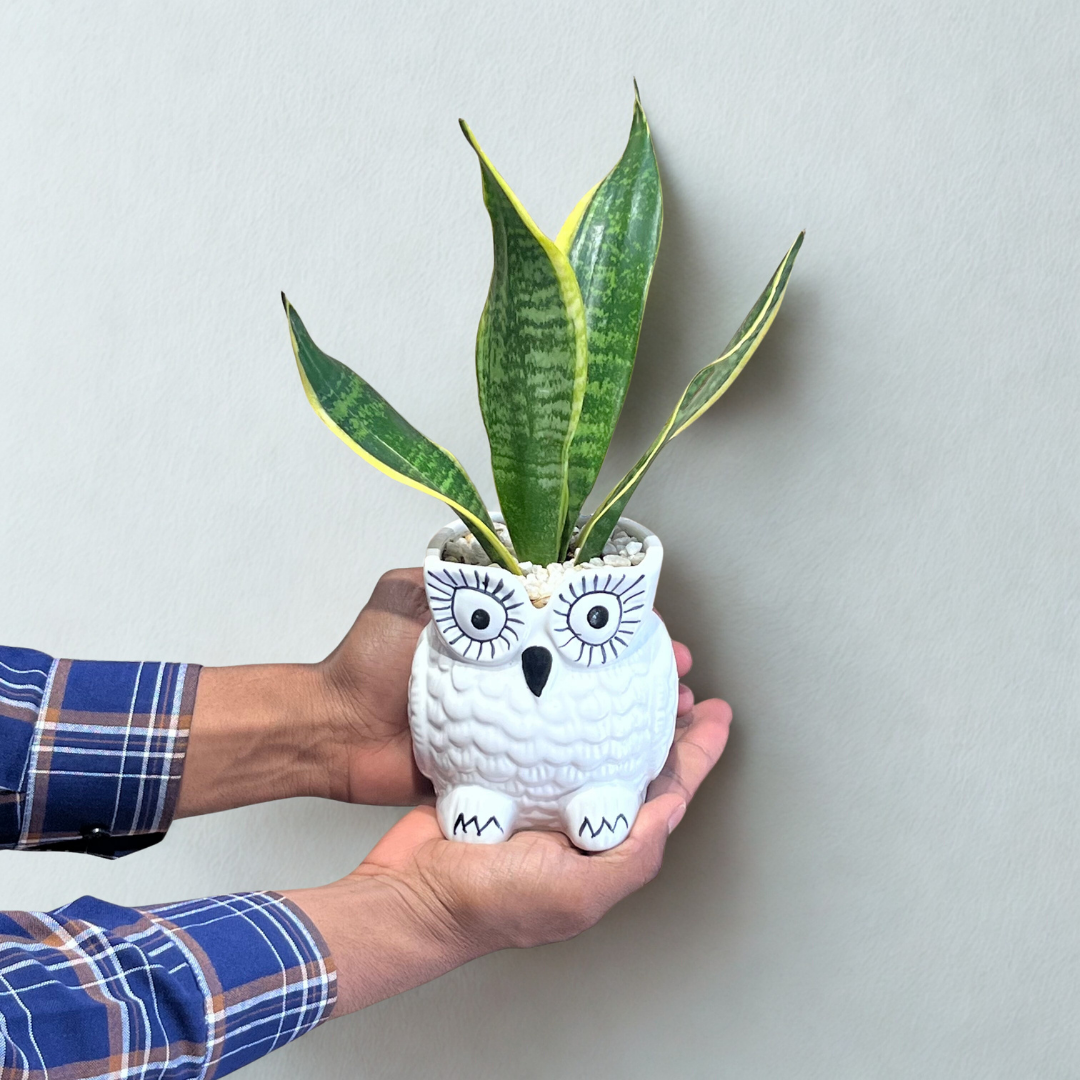 Snake - Black and Golden in Owl White Ceramic Pot