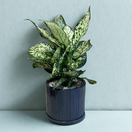 Aglaonema Super White Plant in Grey Ceramic Pot with Tray