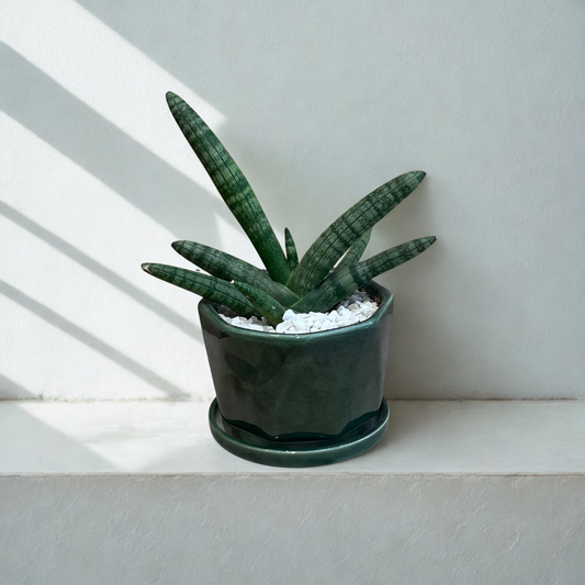 Snake Boncel in Hexa Green Ceramic Pot