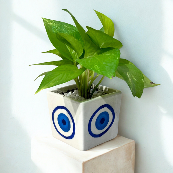 Golden Pothos in Evil Eye Ceramic Pot
