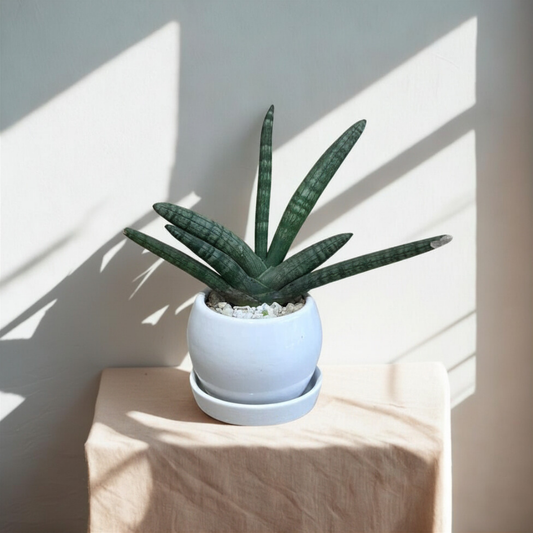 Snake Boncel in Round Ceramic Pot with Tray