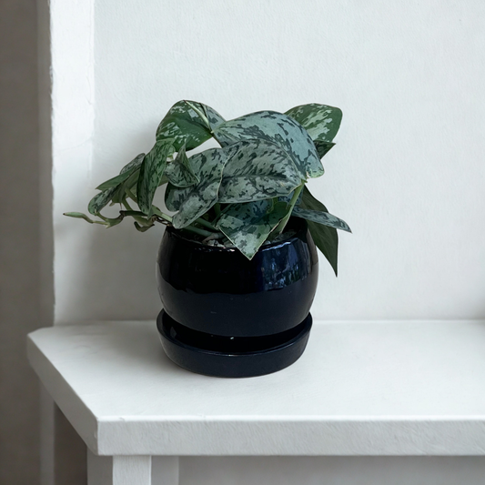 Satin Pothos in Round Ceramic Pot with Tray