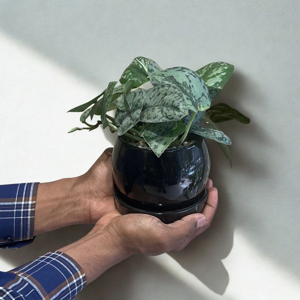Satin Pothos in Round Ceramic Pot with Tray