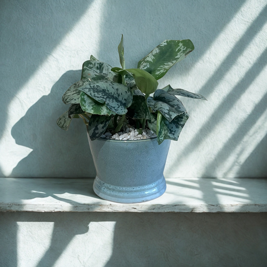 Satin Pothos in Classic Base Ceramic Pot