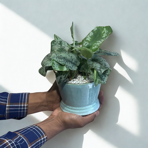 Satin Pothos in Classic Base Ceramic Pot