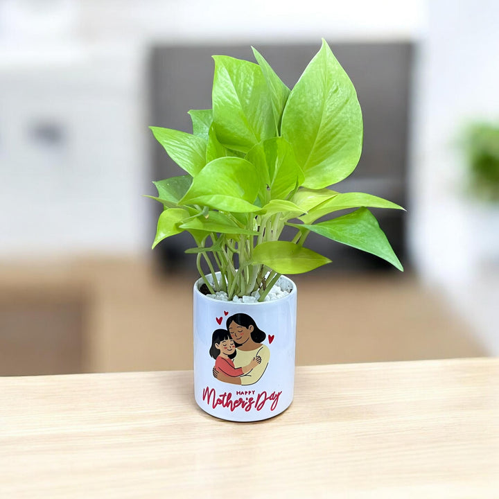 Mother's Love Golden Pothos